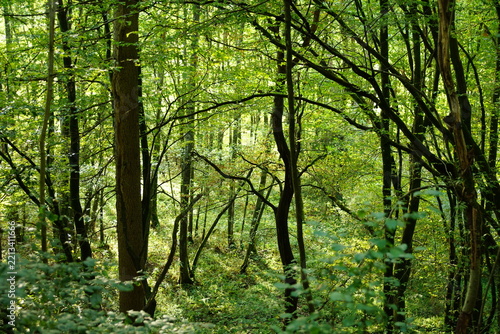 Grüner Wald im Spätsommer Spaziergang und wandern gehen
