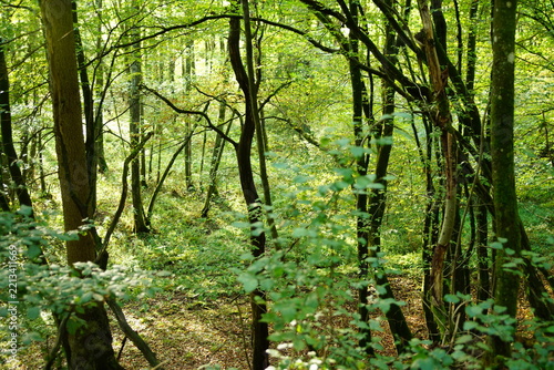 Grüner Wald im Spätsommer Spaziergang und wandern gehen
