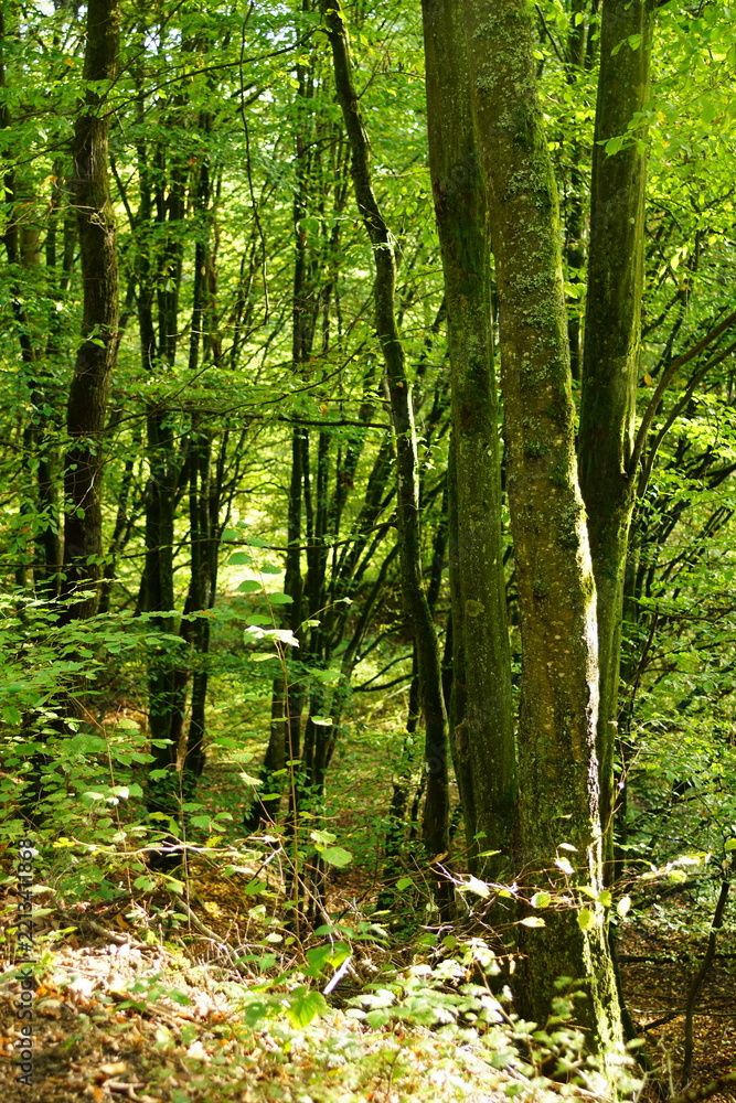 Fototapeta premium Grüner Wald im Spätsommer Spaziergang und wandern gehen