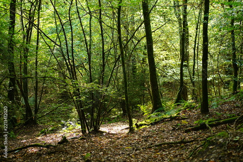 Grüner Wald im Spätsommer Spaziergang und wandern gehen