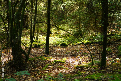 Grüner Wald im Spätsommer Spaziergang und wandern gehen