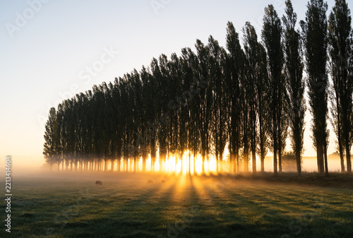 A lane of trees in the countryside during a beautiful sunrise on a foggy morning.