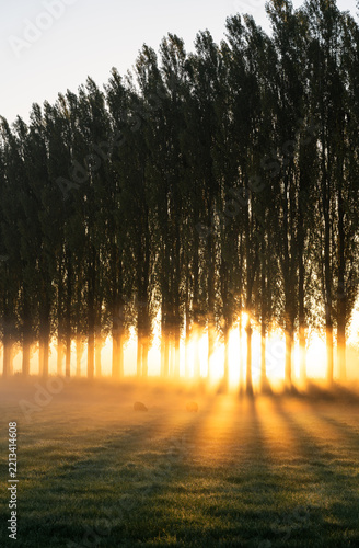 A lane of trees in the countryside during a beautiful sunrise on a foggy morning.