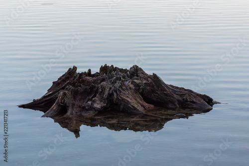 A rugged, weathered stump rises from calm water, its dark, jagged form reflected beneath a softly rippled surface in a quiet, minimalist scene
