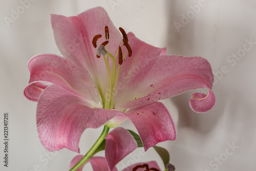 A close-up photograph of a pink lily highlights its broad, delicately veined petals and prominent stamens against a softly blurred, neutral background