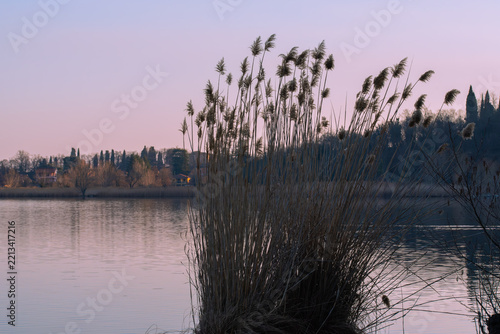 A tranquil lakeside photograph captures tall reeds silhouetted against a softly colored dusk sky, with their reflections and the distant shoreline creating a calm, understated landscape