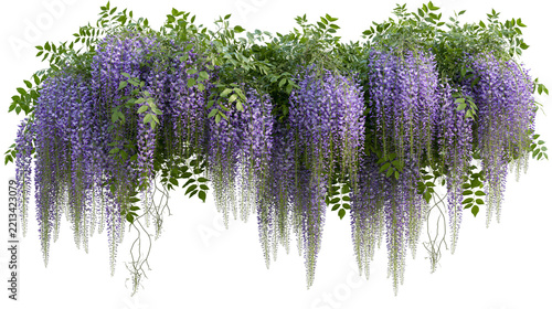 Isolated lush purple wisteria flowers blooming on a vine, elegant hanging plant arrangement