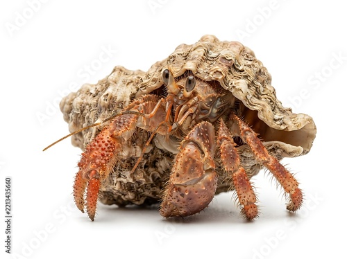 Closeup of a hermit crab emerging from its textured spiral shell, isolated on white background