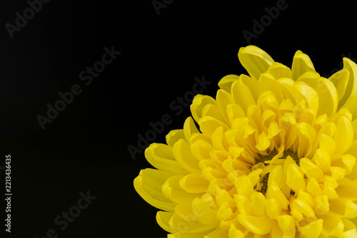 菊の花
