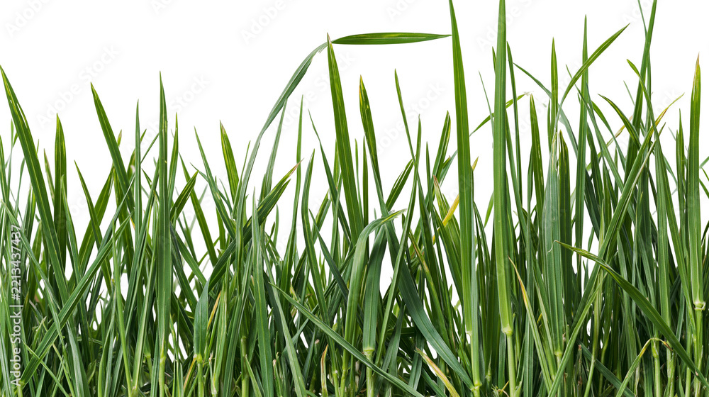 Fototapeta premium Isolated natural vibrant green fresh spring grass blades growing upwards, close-up