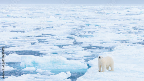 Polar bear on the pack ice in the Arctic