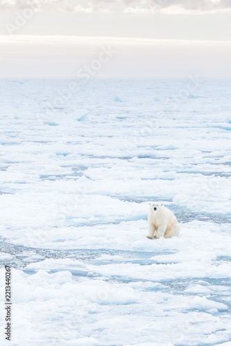 Polar bear on the pack ice in the Arctic
