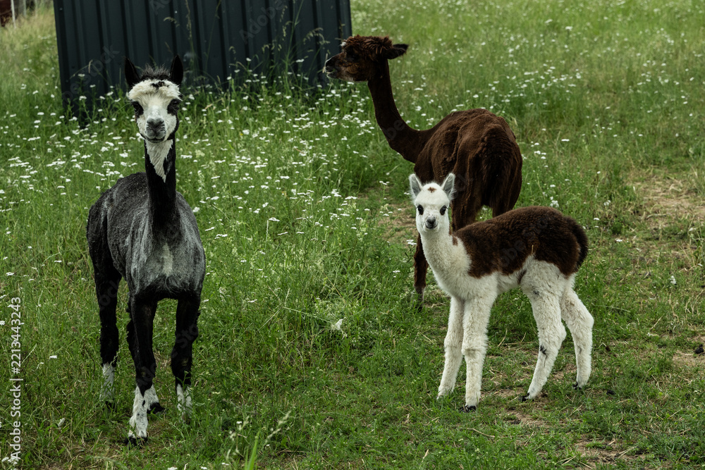 Fototapeta premium alpaka tier natur lama familie
