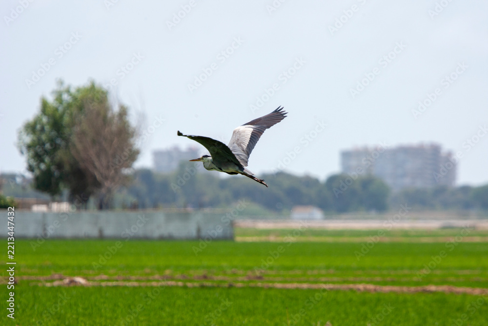 Fototapeta premium Aves migratorias en albufera de valencia