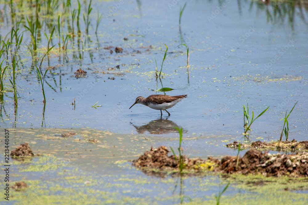 Fototapeta premium Aves migratorias en albufera de valencia