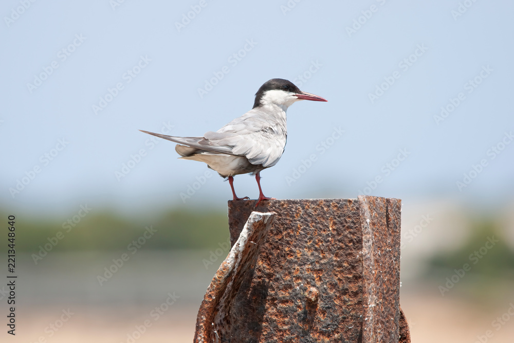 Fototapeta premium Aves migratorias en albufera de valencia