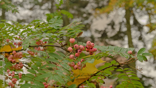 Branch of an ornamental rowan tree with clusters of pale pink fruits and green pinnate leaves in early autumn.