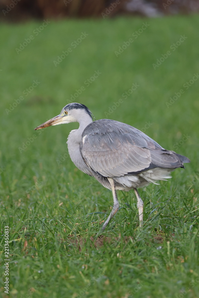 Fototapeta premium Grey heron standing in a green meadow