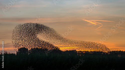 Fotografie Starling murmurations