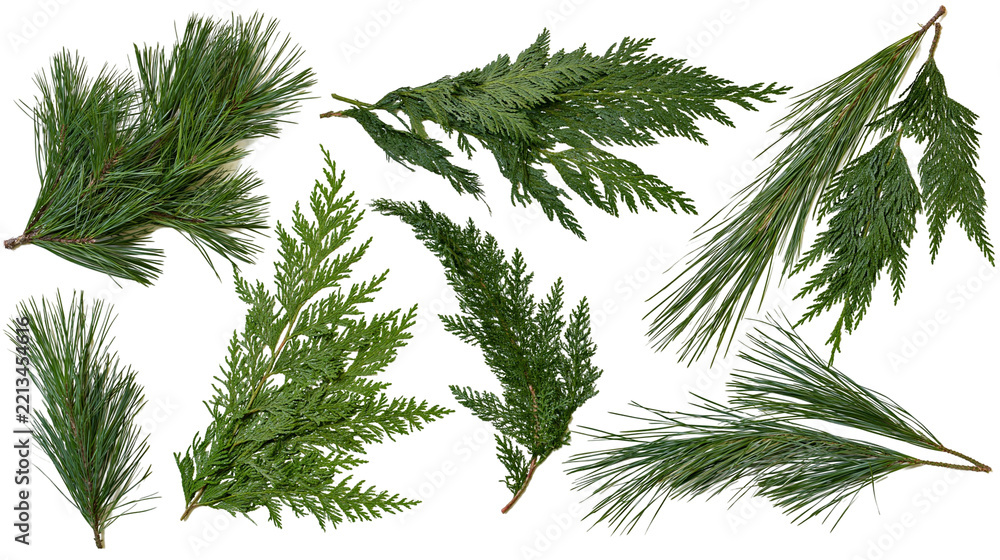 Fototapeta premium Isolated mix of vibrant green pine and cedar branches, fresh natural holiday winter greenery