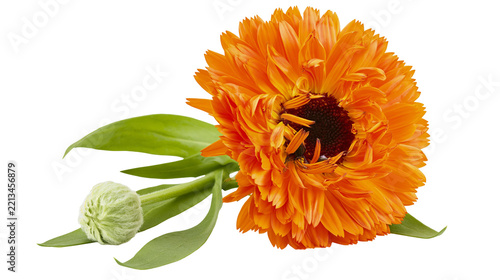 Obraz na plátně Isolated vibrant orange marigold calendula flower with unopened bud and fresh gr