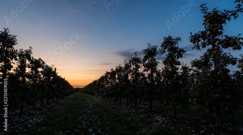 apple orchard rows twilight dusk landscape wallpaper