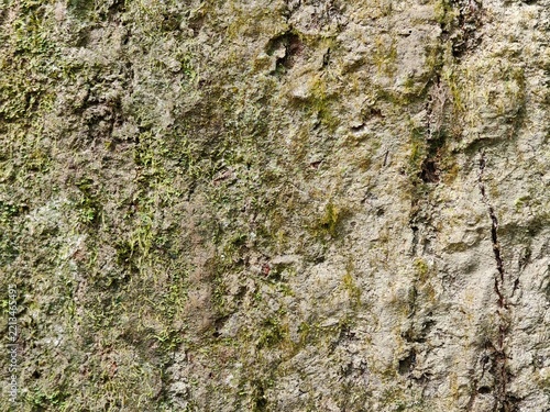 Obraz na plátně A detailed close-up photograph capturing the natural rough texture and weathered surface of tree bark covered with patchy green moss, located in a natural landscape in Indonesia