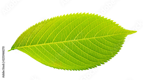 Obraz na plátně Isolated fresh vibrant green leaf showing clear venation and a distinct serrated edge