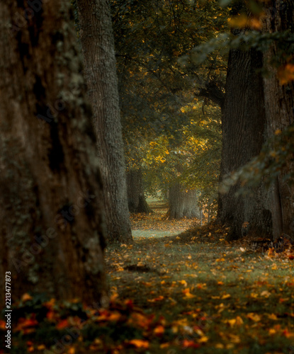 autumn in the forest