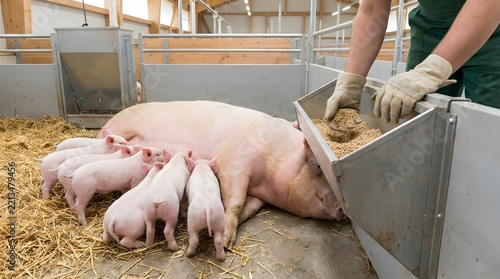Sow Nursing Piglets While Worker Fills Feeder in Farm Pen