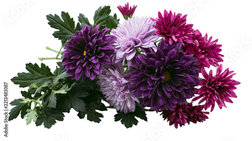 Isolated vibrant purple, lavender, and fuchsia chrysanthemums bouquet with fresh green leaves
