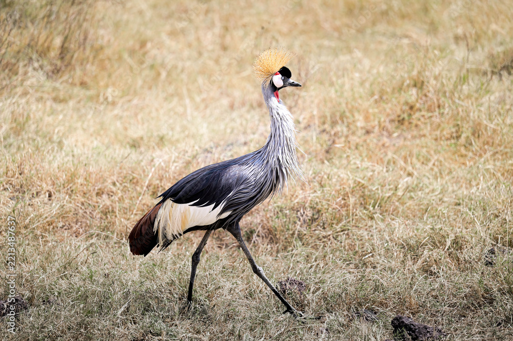 Obraz premium Grey crowned crane strutting across yellow grass in the African savannah