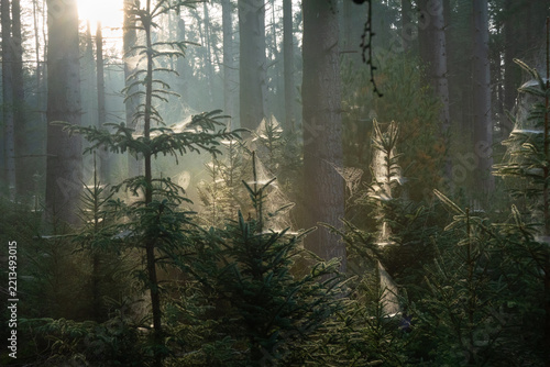 Young spruce trees covered in dewy spiderwebs, natural decoration