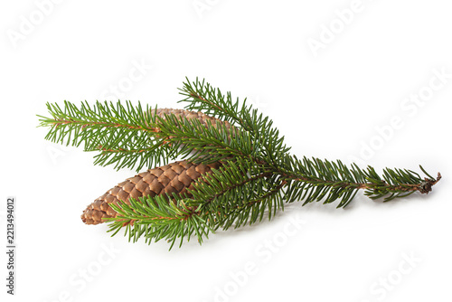Christmas and New Year Spruce Branch with Pine Cones on White Background