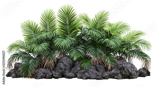 Isolated tropical palm plants with dark rocks, a vibrant natural cluster for garden or landscape design.