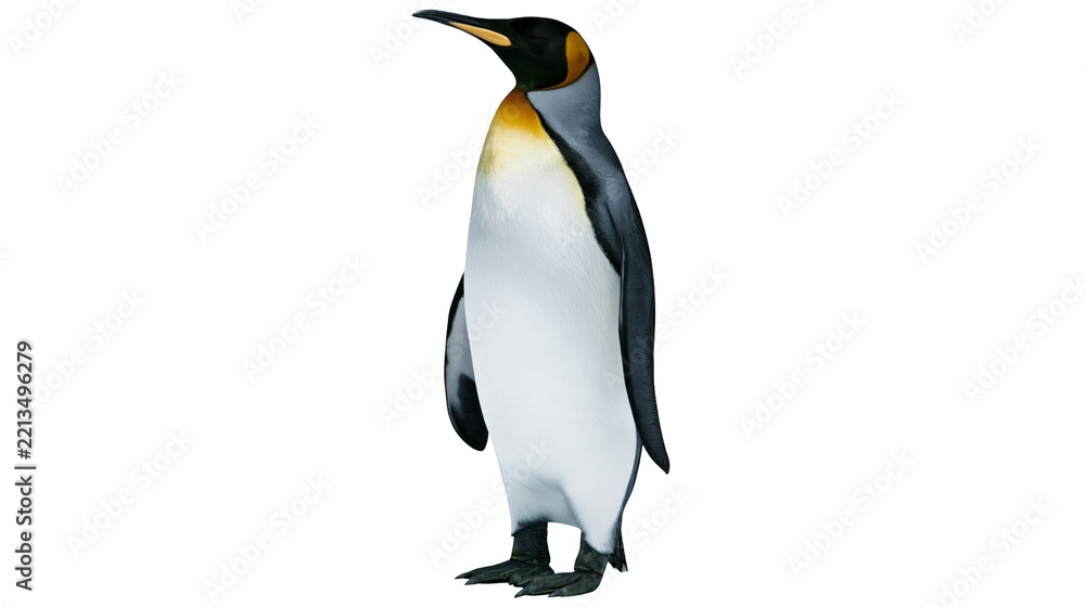 Obraz premium Isolated King Penguin standing majestically, an elegant Antarctic bird with vibrant yellow plumage.