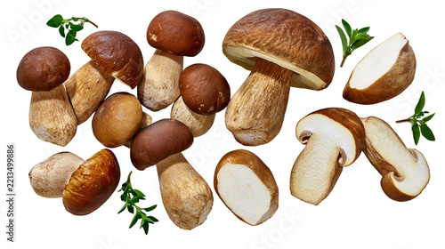 Isolated fresh whole and sliced porcini mushrooms with green herbs arranged for culinary use