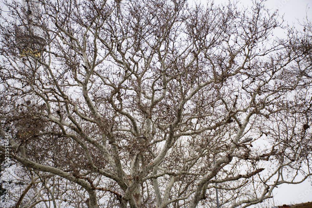 Fototapeta premium tree branches against blue sky background