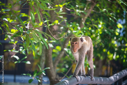 long-tailed macaque walk along metal railing outdoors by trees