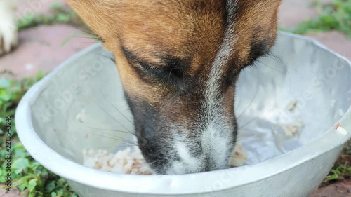 Slow Motion Close-up of Dog Eating Food from Metal Bowl