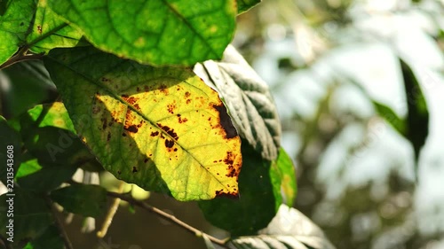 Slow Motion Close-up of Green Leaves with Yellowing and Brown Spots
