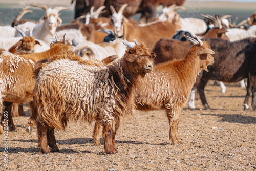 Goats gathered near a watering place in the semi-arid Mongolian steppe close to the Gobi Desert.