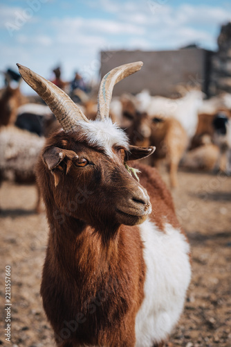 Portrait of a horned goat in a livestock herd near a watering place in the semi-arid Mongolian steppe close to the Gobi Desert.