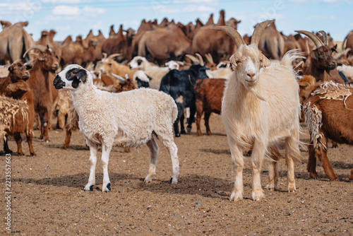 Goats and Bactrian camels gathered near a watering place in the semi-arid Mongolian steppe close to the Gobi Desert.