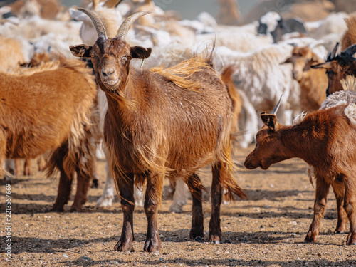 Portrait of a horned goat standing among livestock near a watering place in the semi-arid Mongolian steppe close to the Gobi Desert.