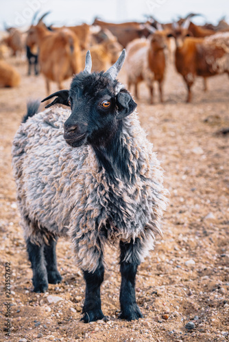 Portrait of a young goat with curved horns standing among a herd in the semi-arid Mongolian steppe near the Gobi Desert.