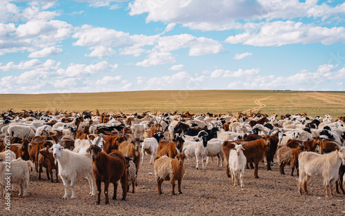 Large herd of goats gathered near a water source in the semi-arid Mongolian steppe close to the Gobi Desert.