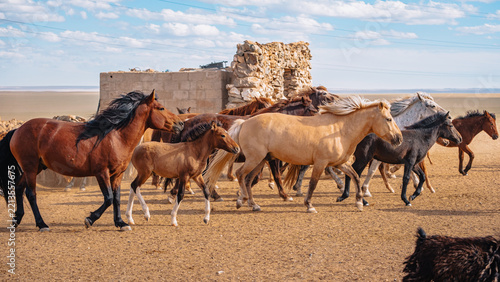 Herd of horses running toward a watering place in the arid Mongolian steppe near the Gobi Desert.