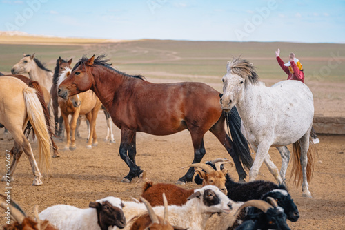 Horses and goats gathered near a watering place in the semi-arid Mongolian steppe close to the Gobi Desert.