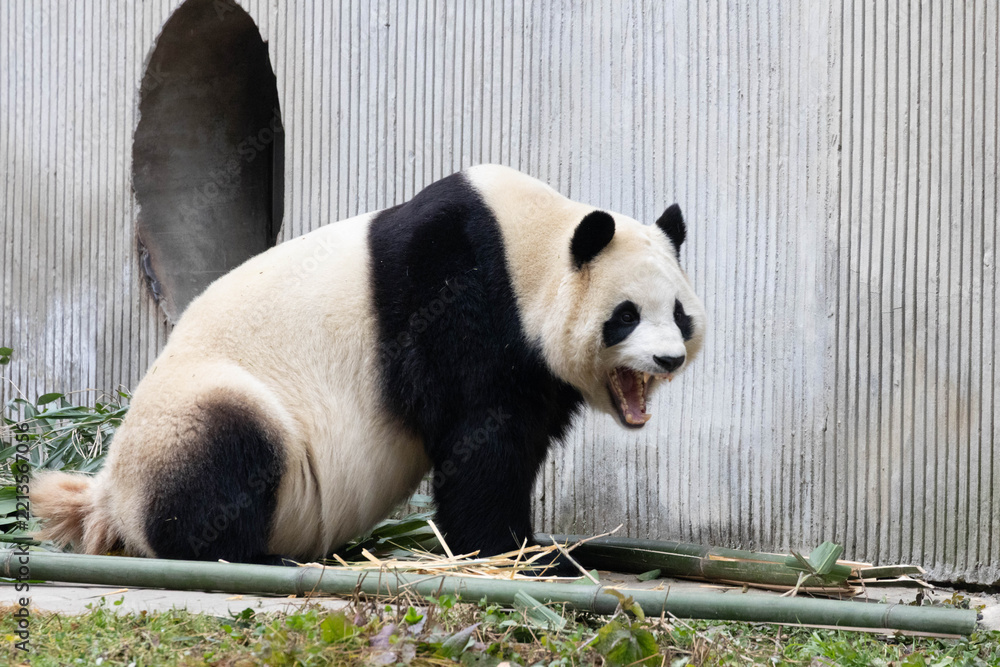 Fototapeta premium Close up Sleepy Panda is Yawning